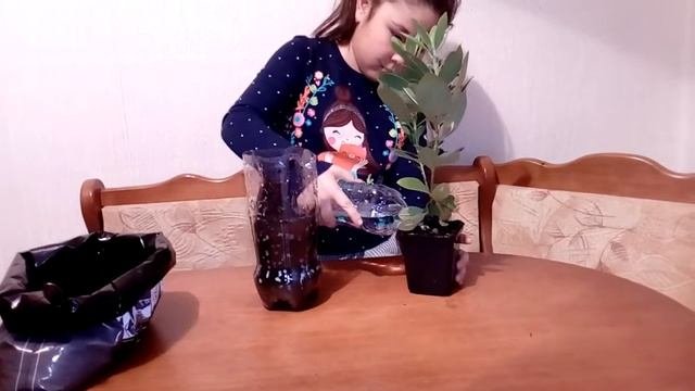 Рододендрон фантастика