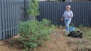 Сад с нуля. Земляника в саду. Декоративная земляника.