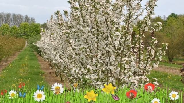 Яблоня гибридная (white angel) ? Обзор: посадка и уход. крупномеры яблони : описание и особенности смотреть онлайн