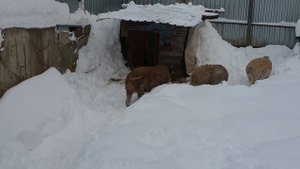 Венгерская мангалица зимой