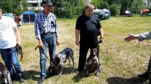 Пензенская выставка охотничьих собак