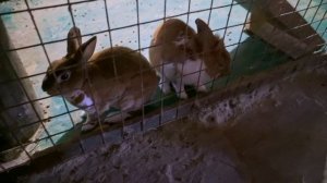 Контактный зоопарк Горки. Антистресс в чистом виде. Влог.