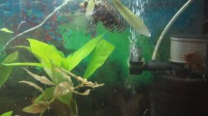 Астронотус Тигровый мальки.