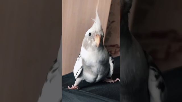 #calopsita #cockatiel #parrot #попугай #birds #животные #смешныеживотные #корелла