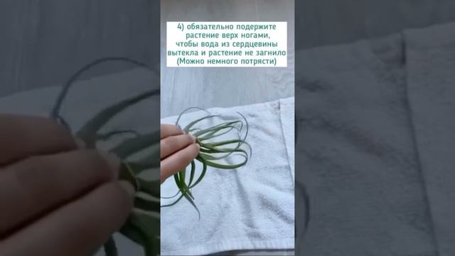 Купание атмосферных тилландсий
