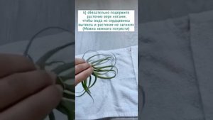 Купание атмосферных тилландсий