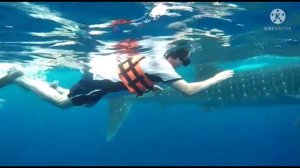 #Мексика 2021. Канкун. Плавание с китовыми акулами. #акулы