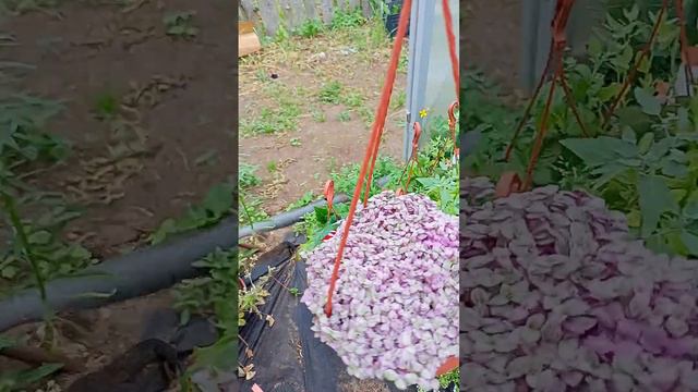 24.06.23г.Утренний обзор в ПОДРАСТЮШИНО. смотреть онлайн