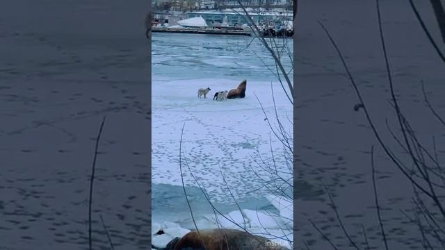 Краснокнижного сивуча атакуют собаки.Камчатка.Экология.Экосистема.Заповедный край.