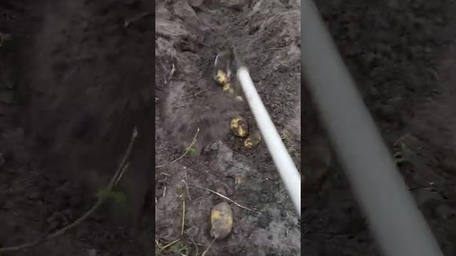 Ого! Что это такое? Комбайн для картошки. Белорусская деревня. Shorts.