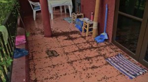 Нашествие термитов