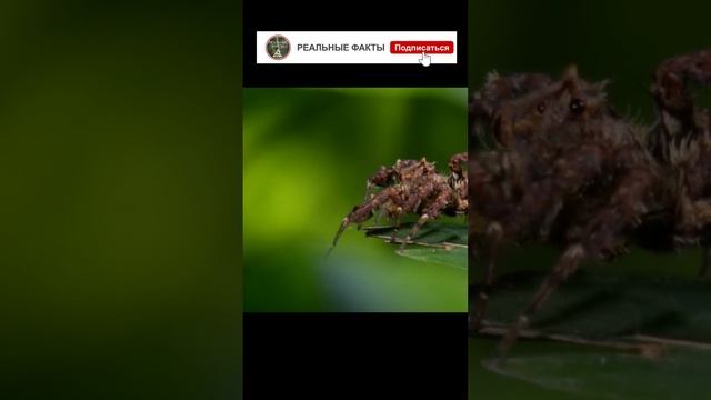 Мастер прыжков. Паук-скакун