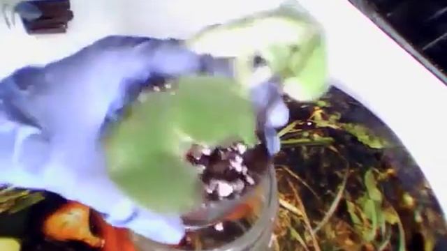 17 03 2019 Фиалка Сиреневая прелесть смотреть онлайн