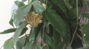 Хойя Валиниана (ut-152) цветёт! Hoya Walliniana (ut-152) is blooming.