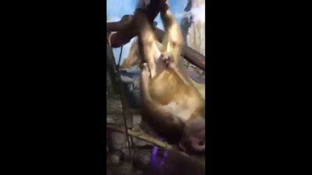 Обезьянка - Шалунишка смотреть онлайн