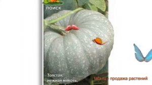 Тыква крупноплодная Лечебная (lechebnaya) ? тыква Лечебная обзор: как сажать семена тыквы Лечебная