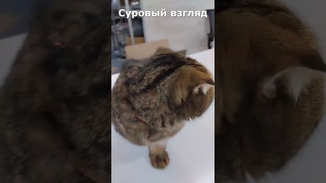 Суровый взгляд кота - о чем он говорит?