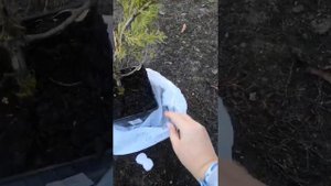 Распаковка посылки с хвойными от гарденплантс