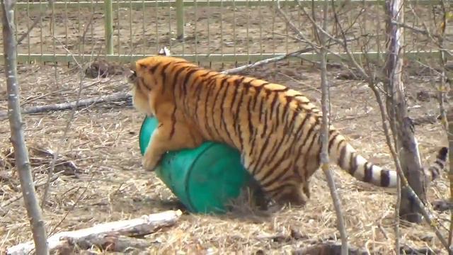 Тигры устали но не сдаются🐯🐾 ПАРК ЗЕМЛЯ ПРАЙДА 🌿 смотреть онлайн