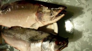 Как Выбрать Горбушу или Семгу с Икрой