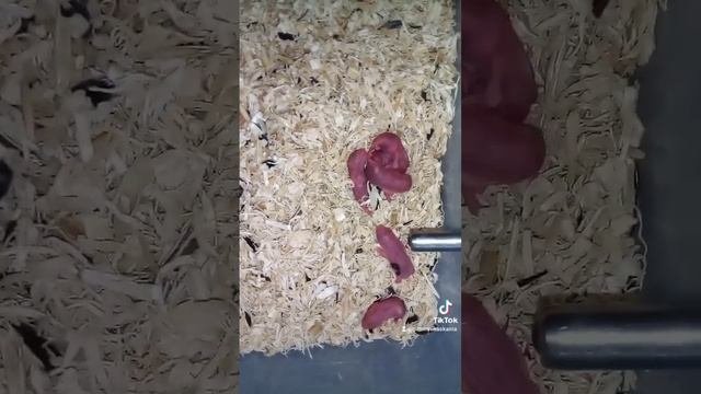 Маленькие хомячки #домашниеживотные #хомки #hamster