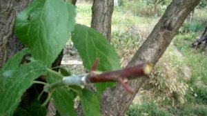 Моя ранне-летняя прививка сливы "зеленым в зеленое" 2020