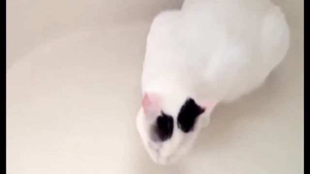 КОТЫ ЧИХАЮТ MIX смотреть онлайн