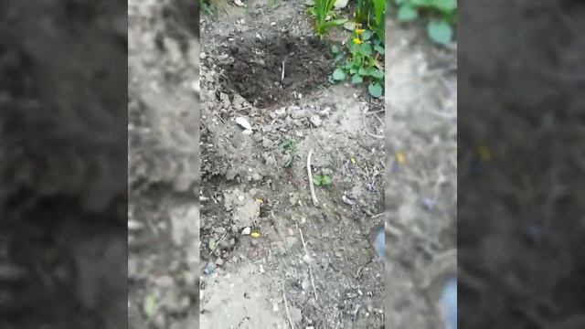 Размножение ясколки. Серебристый ковёр без хлопот и забот