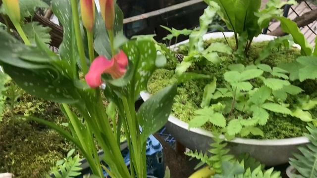 Стол с папоротниками и Зантедеския. 28.05.2023 смотреть онлайн