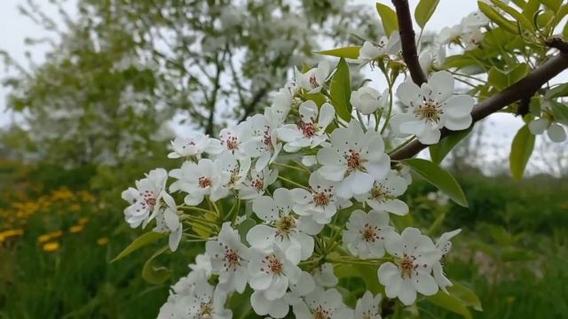 "КОГДА ЦВЕЛИ САДЫ" исп.Оксана Кочергина смотреть онлайн