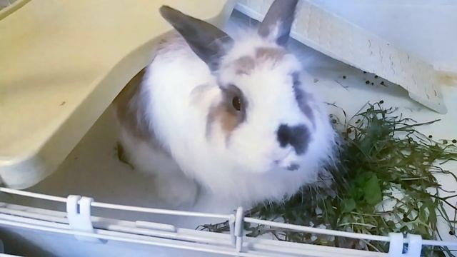 Декоративный кролик. Уборка в клетке у  декоративного кролика. Уход за декоративным кроликом.