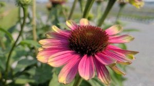 Echinacea Sweet Sandia (Coneflower) // A Highly Unusual, Hardy, Compact & Long Flowering Perennial