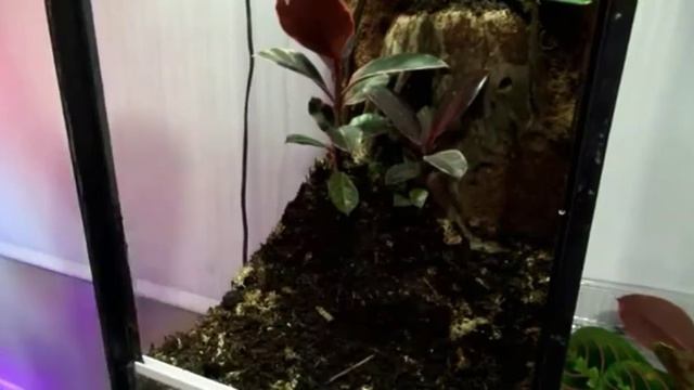 Setup and Planting of My Crested Gecko Tank! смотреть онлайн