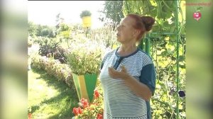 Оформление дачного участка своими руками #urozhainye_gryadki