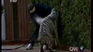 Майк Тайсон играет с тигром,Дон Кинг в шоке.Сюжет РТР 1996 год/MIKE TYSON AND HIS TIGER KE