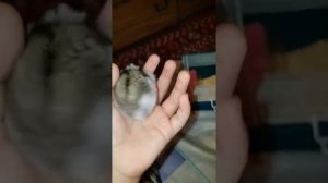 ?( Джунгарский хомячок) ?как приручить джунгарского хомяка к рукам?