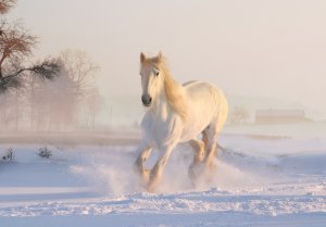 Зима сильна,но весна не за горами.