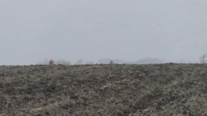 ДВЕ ПОИМКИ  Испытания борзых в Кущевском районе 02 12 2020г