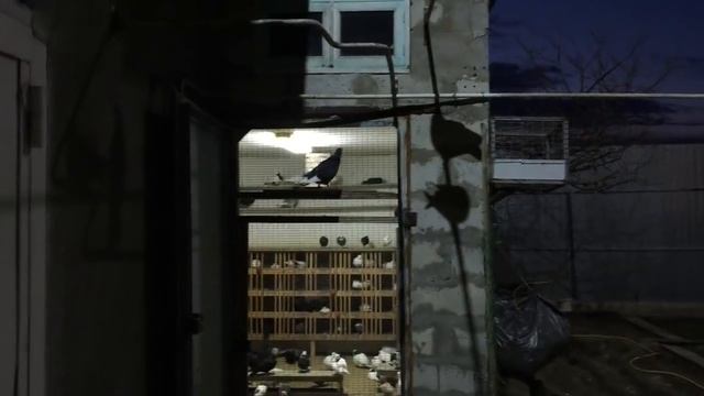 Сколько летают мои голуби по времени.