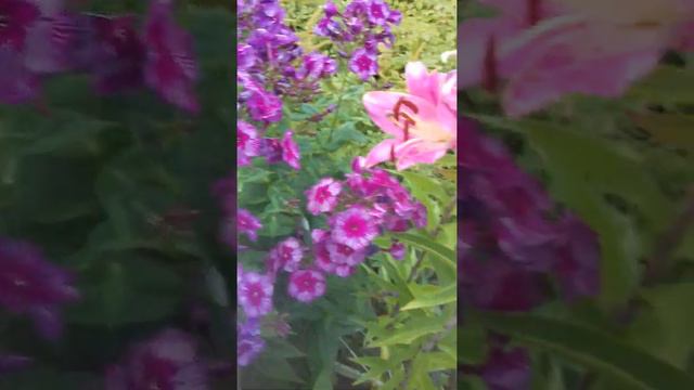 Цветная радость смотреть онлайн