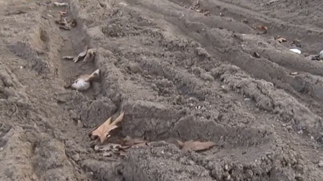 Болото вместо дороги смотреть онлайн