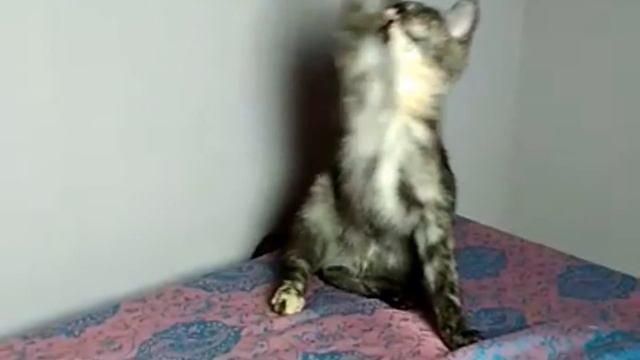Возьмите котенка в добрые руки бесплатно в Москве