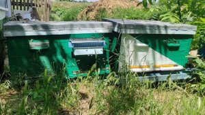 КУПИЛ ПЫЛЬЦЕСБОРНИК !!!