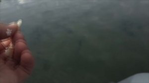 Река Томь, Змеинка.  Плотва опять дуреет.  Часть 1.  Рыбалка  с поплавком для течения Cottus.