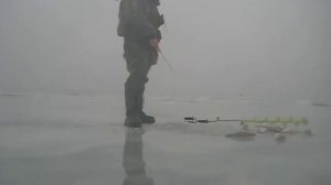 Ловля огромных окуней зимой