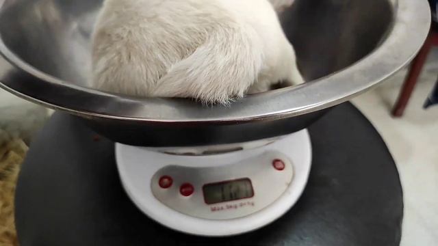 Собаки горы Казбек ?? Грузинские горные собаки от чемпиона Грузии белый Хода X белая Тати смотреть онлайн