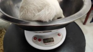 Собаки горы Казбек ?? Грузинские горные собаки от чемпиона Грузии белый Хода X белая Тати