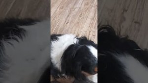 Кавалер кинг чарльз спаниель. Линька у собак?Питомник "Сибирский стиль"