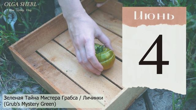 ТОМАТЫ: лунный посевной календарь ИЮНЬ 2023! Когда высаживать помидоры в открытый грунт Пасынковани