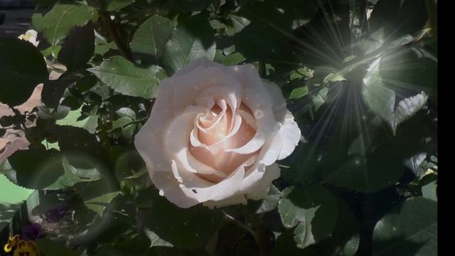 Сегодня День, когда осознаём МОГУЧИЙ Дар Служенья! смотреть онлайн